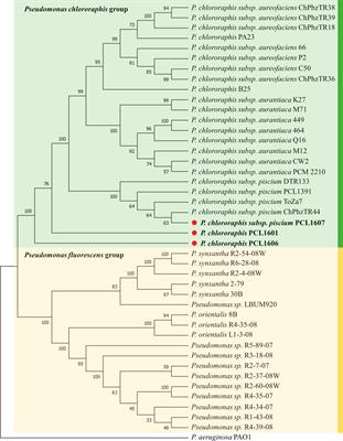 Interplay between rhizospheric Pseudomonas chlororaphis strains lays the basis for beneficial bacterial consortia